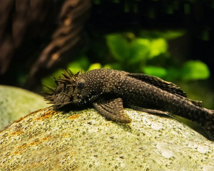 Black Bristlenose Catfish ~ 3cm